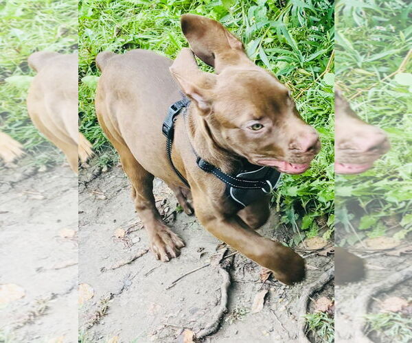 Medium Photo #9 American Staffordshire Terrier-Labrador Retriever Mix Puppy For Sale in Princeton, MN, USA