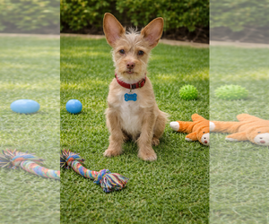 Toxirn Dogs for adoption in Phoenix, AZ, USA