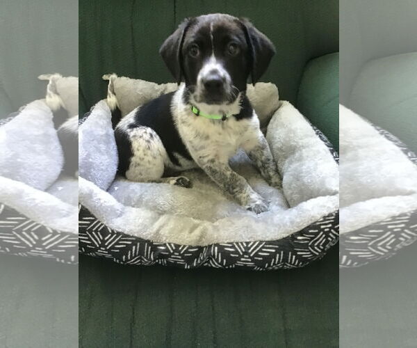 Medium Photo #1 Beagle-Unknown Mix Puppy For Sale in Tampa, FL, USA