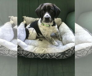 Beagle-Unknown Mix Dogs for adoption in Tampa, FL, USA