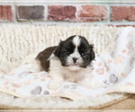 Small #3 Shih Tzu