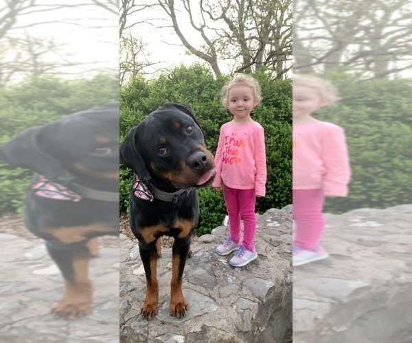 Full screen Photo #20 Rottweiler Puppy For Sale in GARLAND, TX, USA