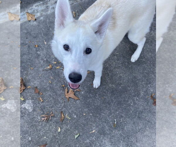 Medium Photo #2 Siberian Husky-Unknown Mix Puppy For Sale in Elmsford, NY, USA
