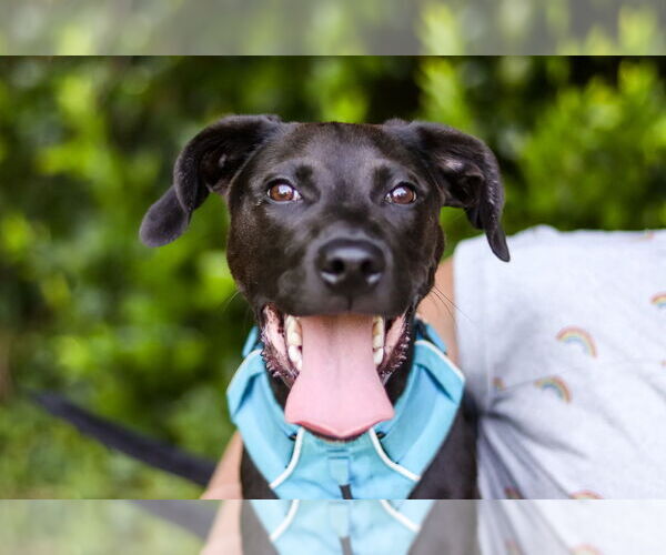 Medium Photo #1 Labrador Retriever-Unknown Mix Puppy For Sale in Raleigh, NC, USA