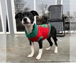 Small #4 Boston Terrier Mix