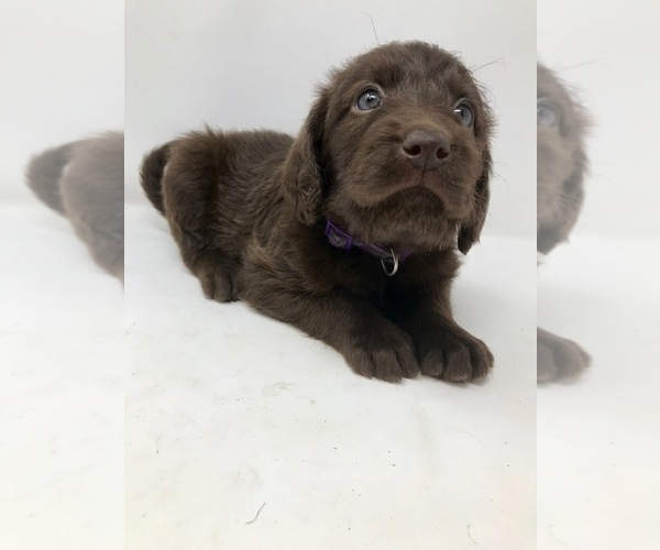 Medium Photo #5 Labradoodle Puppy For Sale in ROCKY MOUNT, NC, USA