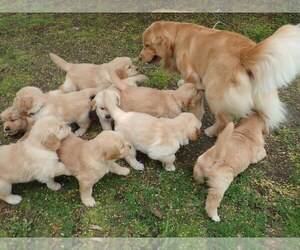 Golden Retriever Puppy for sale in PITTSBURGH, PA, USA