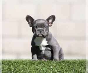French Bulldog Puppy for sale in TUCSON, AZ, USA