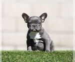 Small French Bulldog