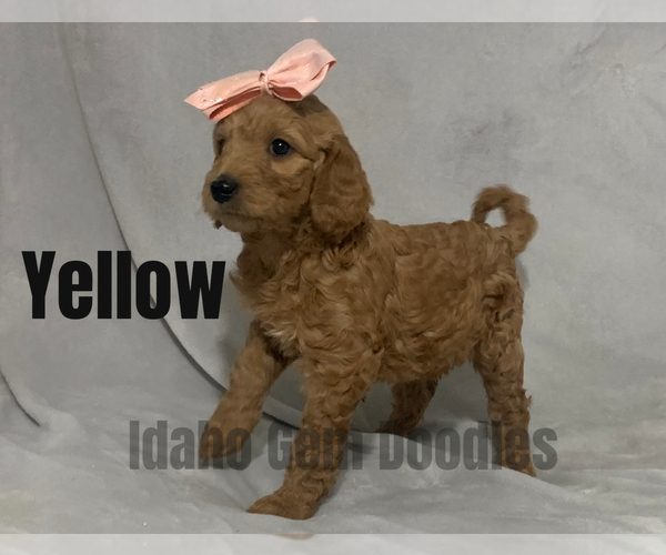 Medium Photo #3 Goldendoodle Puppy For Sale in HOMEDALE, ID, USA