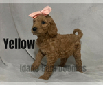 Small Photo #3 Goldendoodle Puppy For Sale in HOMEDALE, ID, USA