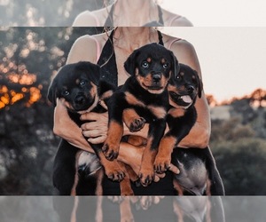 Rottweiler Puppy for sale in NEWCASTLE, CA, USA
