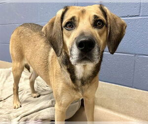 Mutt Dogs for adoption in Raleigh, NC, USA