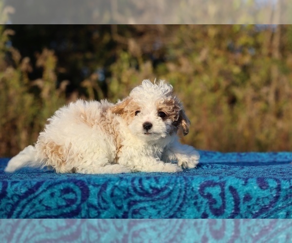 Medium Photo #3 Goldendoodle (Miniature) Puppy For Sale in DYERSBURG, TN, USA