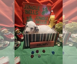 Dalmatian Puppy for sale in FRANKLIN, KY, USA