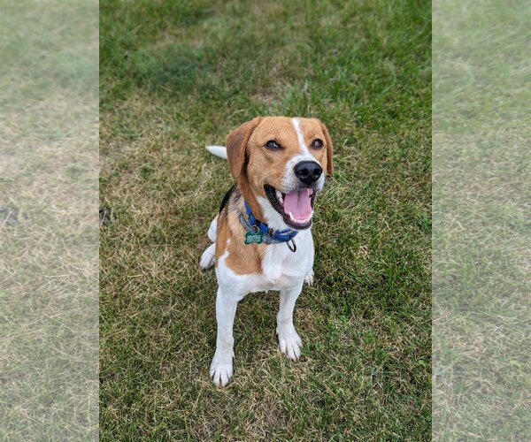Medium Photo #8 Mutt Puppy For Sale in Roxboro, NC, USA