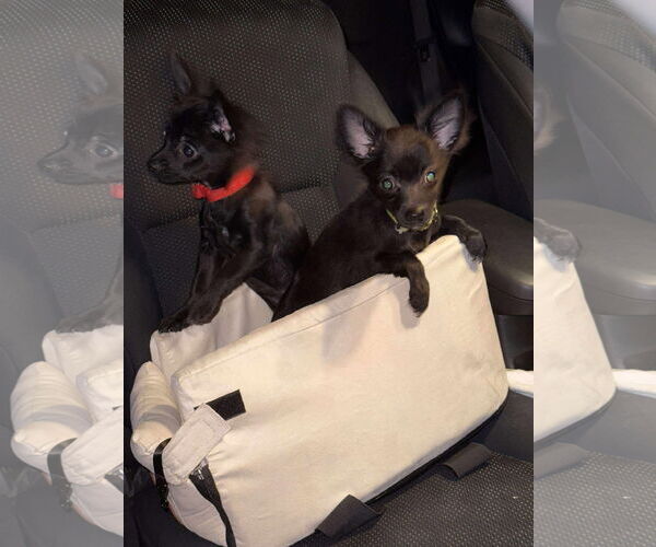 Medium Photo #5 Chion Puppy For Sale in Oro Medonte, Ontario, Canada