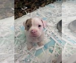 Puppy 5 American Bully