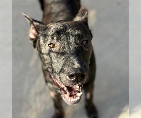 Medium Photo #1 German Shepherd Dog-Unknown Mix Puppy For Sale in Tulsa, OK, USA