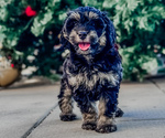 Puppy Rocky raccoon Goldendoodle-Miniature Bernedoodle Mix