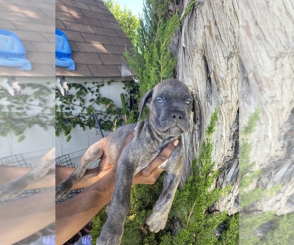 Medium Photo #7 Cane Corso Puppy For Sale in NORTHRIDGE, CA, USA