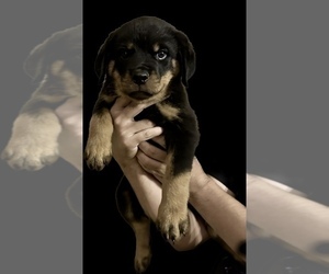 Rottweiler Puppy for sale in PALM BAY, FL, USA