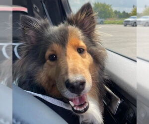 Medium Mutt