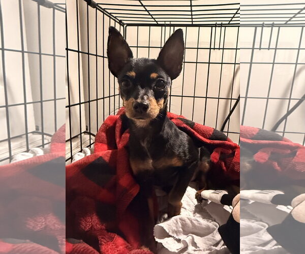 Medium Photo #2 Chihuahua-Unknown Mix Puppy For Sale in Pottstown, PA, USA