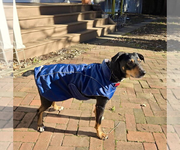 Medium Photo #22 Mutt Puppy For Sale in Mount Laurel, NJ, USA