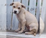 Small Photo #6 American Pit Bull Terrier Puppy For Sale in New York, NY, USA