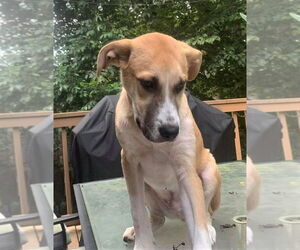 Alex (GA) - Male Great Pyrenees-Unknown Mix Dog for Adoption - Photo #4