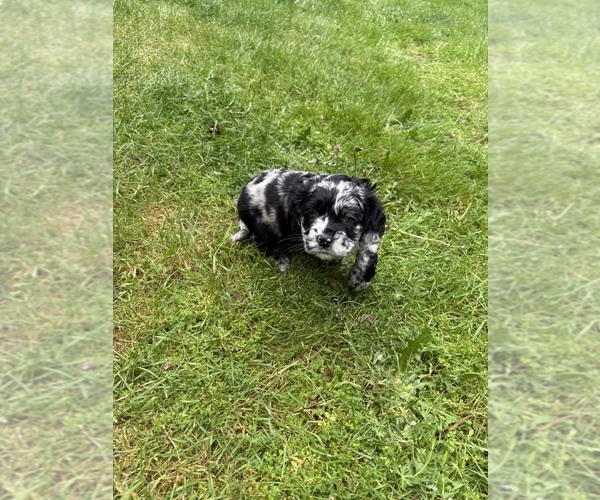 Medium Photo #1 Cocker Spaniel-Sheepadoodle Mix Puppy For Sale in SAMMAMISH, WA, USA