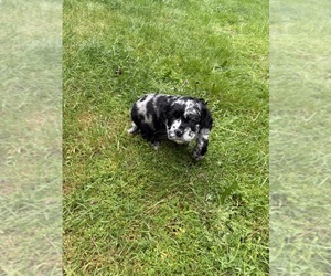 Medium Cocker Spaniel-Sheepadoodle Mix