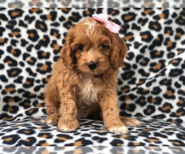View Ad: Cocker Spaniel-Poodle (Miniature) Mix Puppy for Sale In Italy