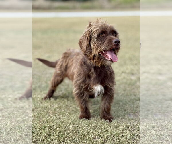 Medium Photo #2 Dachshund-Unknown Mix Puppy For Sale in PIPE CREEK, TX, USA