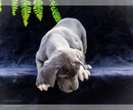 Small #16 Great Dane