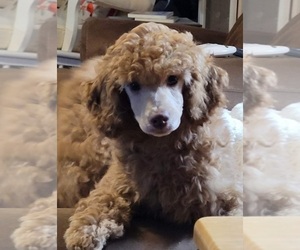 Poodle (Miniature) Puppy for Sale in PIONEER, California USA