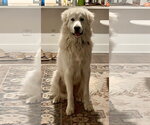 Small #6 Great Pyrenees