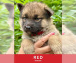 Puppy 12 German Shepherd Dog-Siberian Husky Mix