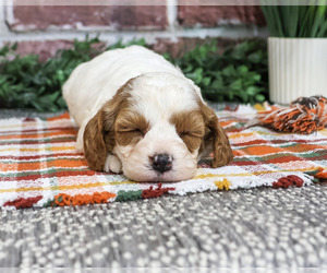 Cavapoo (Miniature) Puppy for sale in SYRACUSE, IN, USA