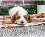 Axel - Male Cavapoo (Miniature) Puppy for Sale - Small photo