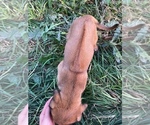 Small Photo #4 Rhodesian Ridgeback Puppy For Sale in PRINCETON, ID, USA