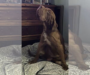 Guido - Male Neapolitan Mastiff Dog for Adoption - Photo #5