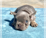 Small Photo #2 French Bulldog Puppy For Sale in LAS VEGAS, NV, USA