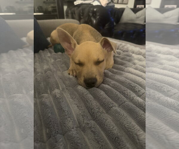 Medium Photo #2 Basenji-Labrador Retriever Mix Puppy For Sale in Phoenix, AZ, USA
