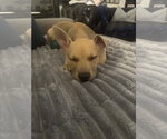 Small #1 Basenji-Labrador Retriever Mix