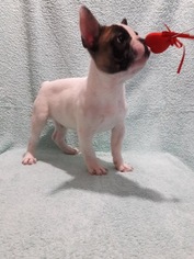 French Bulldog Puppy for sale in LAKE STEVENS, WA, USA
