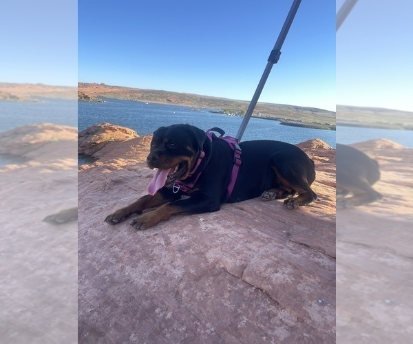 Medium Photo #1 Rottweiler Puppy For Sale in SAN JOSE, CA, USA