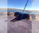 Small Photo #1 Rottweiler Puppy For Sale in SAN JOSE, CA, USA