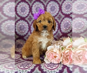 Cock-A-Poo Puppy for sale in ELKTON, MD, USA